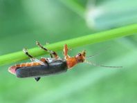 Weichkäfer, Cantharis livida