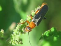 Weichkäfer, Cantharis livida