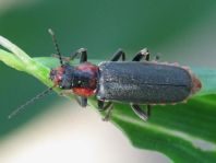 Cantharis fusca, Gemeiner Weichkäfer