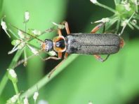Cantharis nigricans