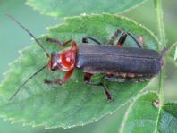 Weichkäfer, Cantharis livida