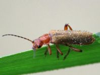Cantharis cryptica