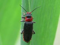 Cantharis fusca, Gemeiner Weichkäfer
