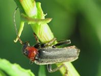 Cantharis fusca, Gemeiner Weichkäfer