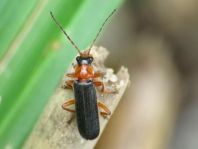 Cantharis thoracica