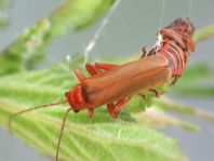 Cantharis rufa