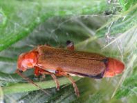 Cantharis cryptica