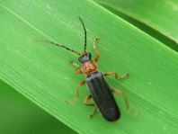 Cantharis fulvicollis