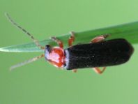 Cantharis thoracica