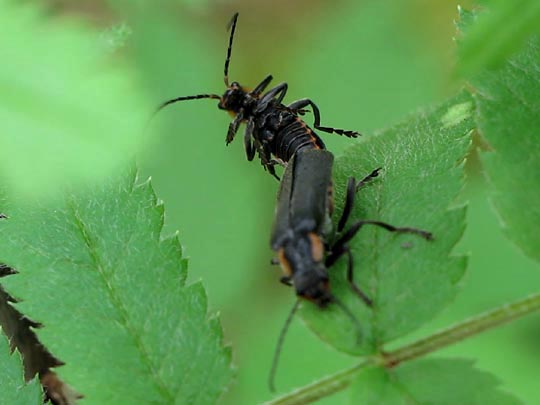 Dunkler Fliegenkäfer, Cantharis obscura