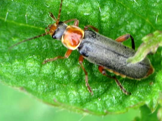 Cantharis nigricans