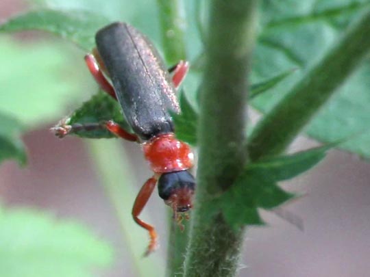 Cantharis pellucida