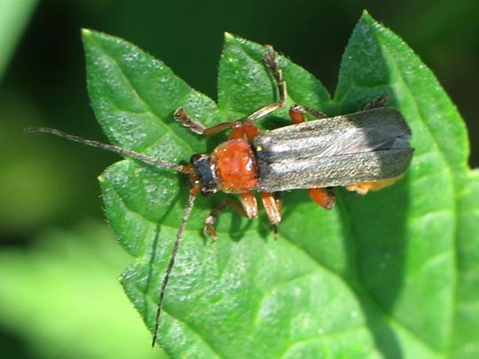 Cantharis pellucida