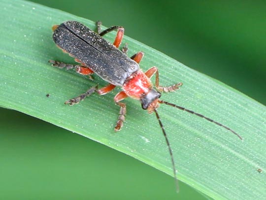 Cantharis pellucida