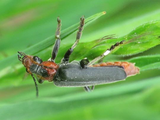 Cantharis fusca, Gemeiner Weichkäfer