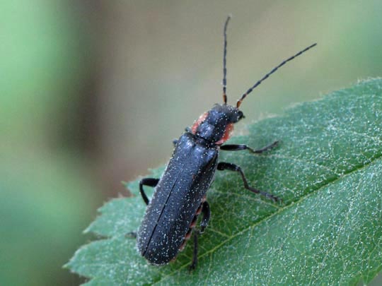 Dunkler Fliegenkäfer, Cantharis obscura