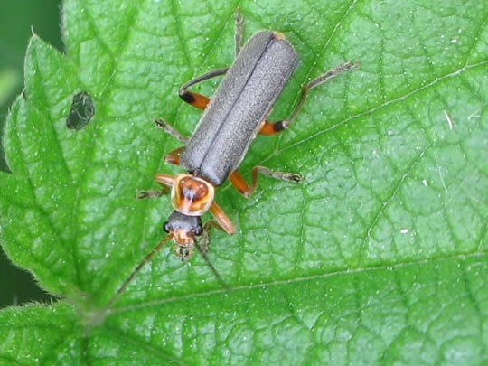 Cantharis nigricans