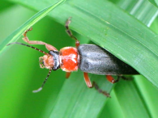 Cantharis pellucida
