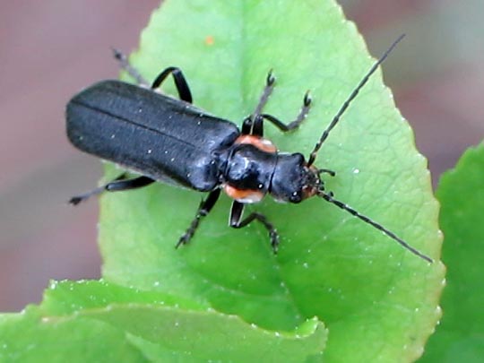 Cantharis