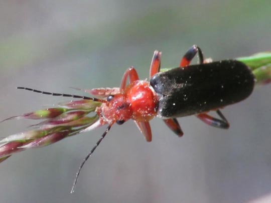 Cantharis livida
