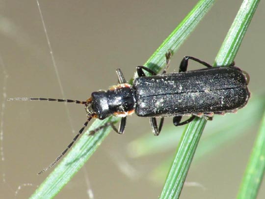 Dunkler Fliegenkäfer, Cantharis obscura
