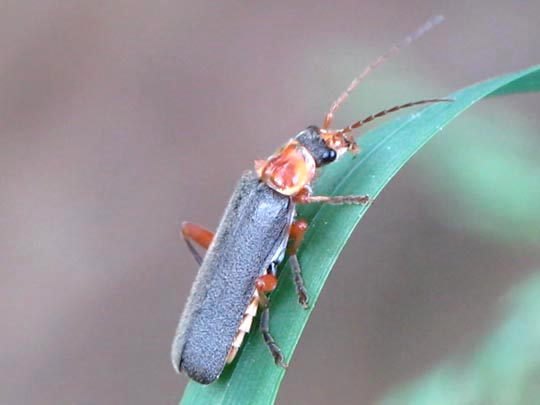 Cantharis pellucida