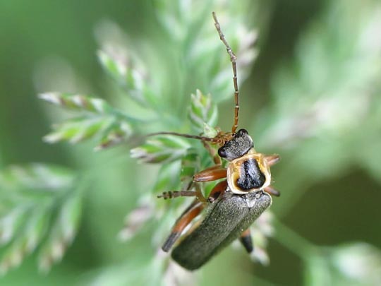 Cantharis nigricans