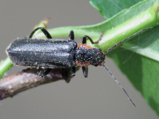 Dunkler Fliegenkäfer, Cantharis obscura