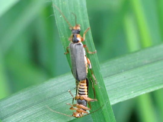 Cantharis nigricans
