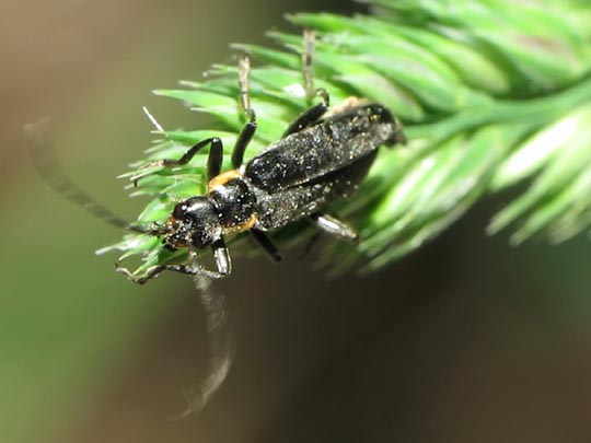 Dunkler Fliegenkäfer, Cantharis obscura
