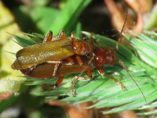 Cantharis cryptica