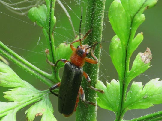 Cantharis livida