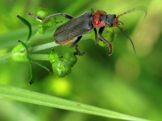 Cantharis fusca, Gemeiner Weichkäfer