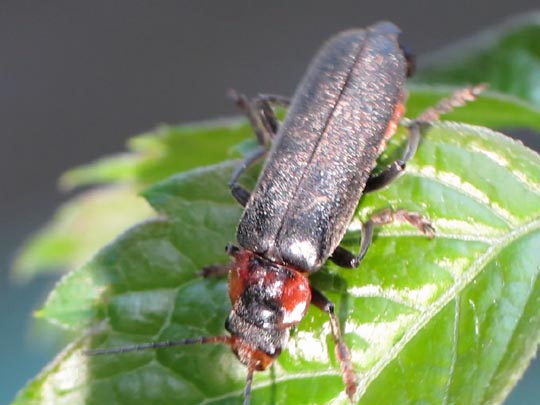 Cantharis fusca, Gemeiner Weichkäfer