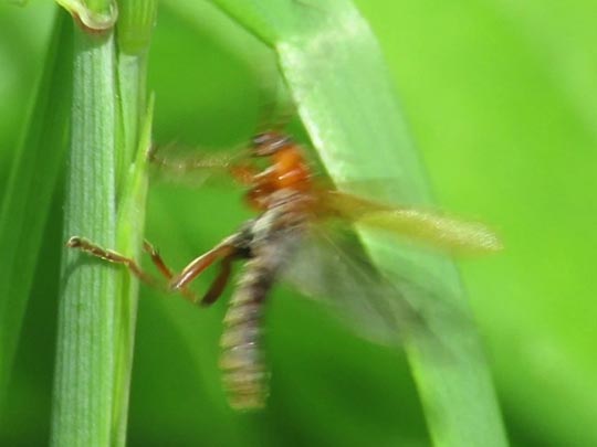 Cantharis cryptica