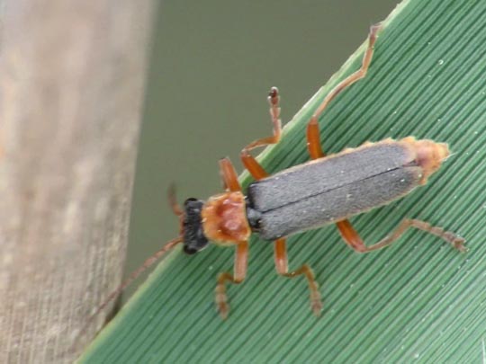 Cantharis lateralis