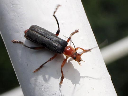 Weichkäfer, Cantharis livida