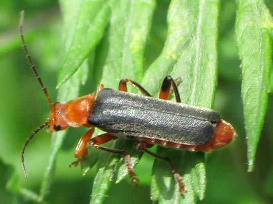 Weichkäfer, Cantharis livida