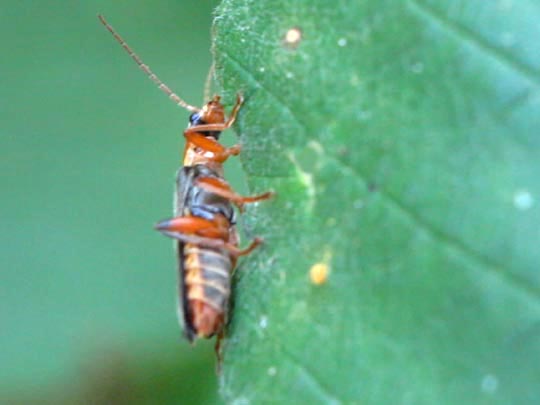 Cantharis nigricans