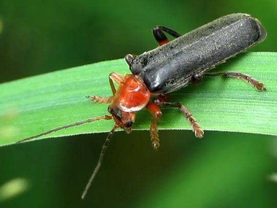 Weichkäfer, Cantharis livida