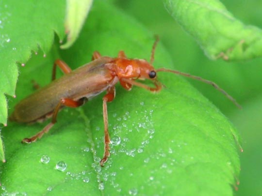 Cantharis rufa