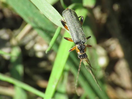 Cantharis nigricans