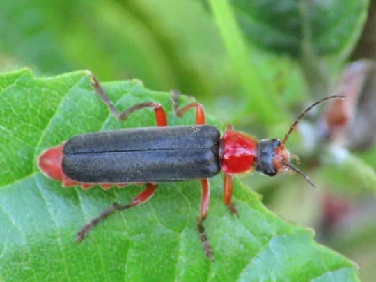 Cantharis pellucida
