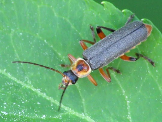 Cantharis nigricans