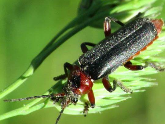 Cantharis rustica