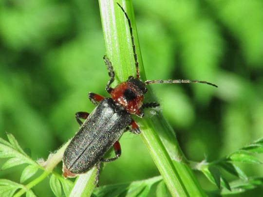 Cantharis rustica