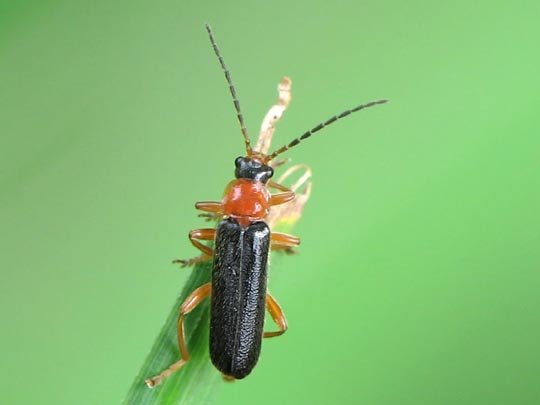 Cantharis thoracica