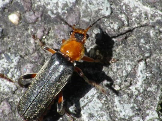 Cantharis livida