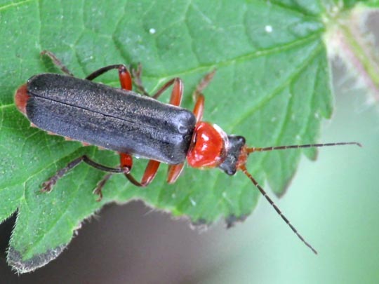 Cantharis pellucida