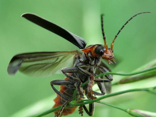 Cantharis fusca, Gemeiner Weichkäfer